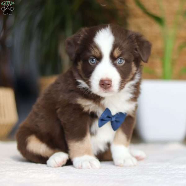 Kicks, Miniature Australian Shepherd Puppy